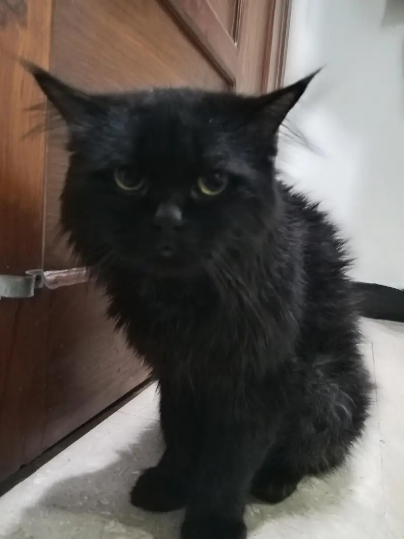 Cat for sale
