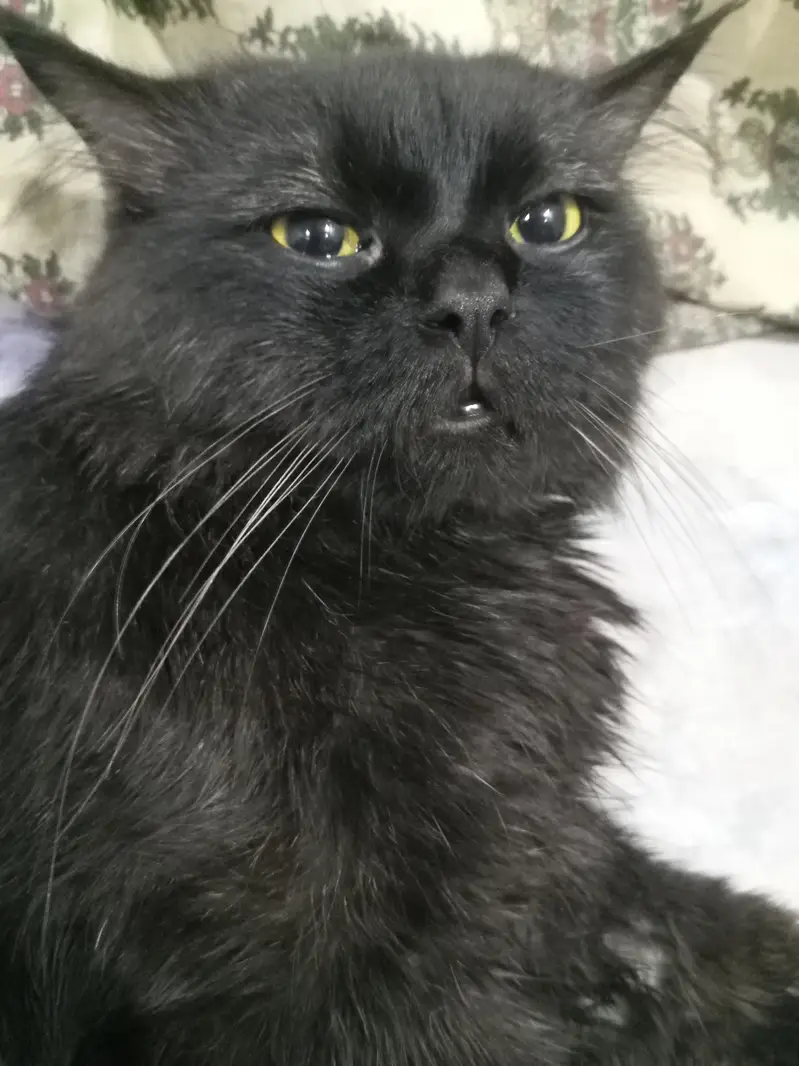 Cat for sale — photo 2