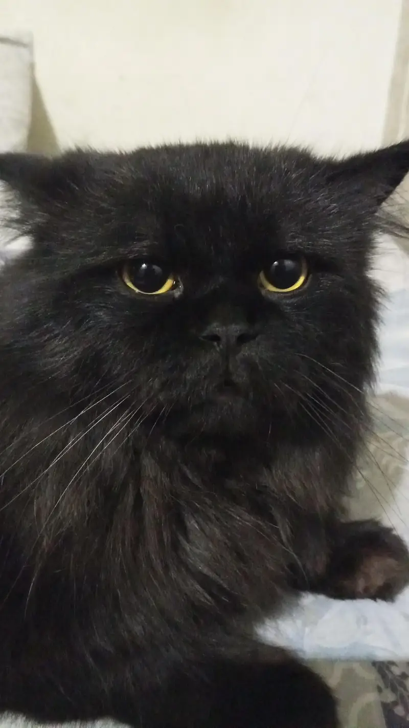 Cat for sale — photo 3
