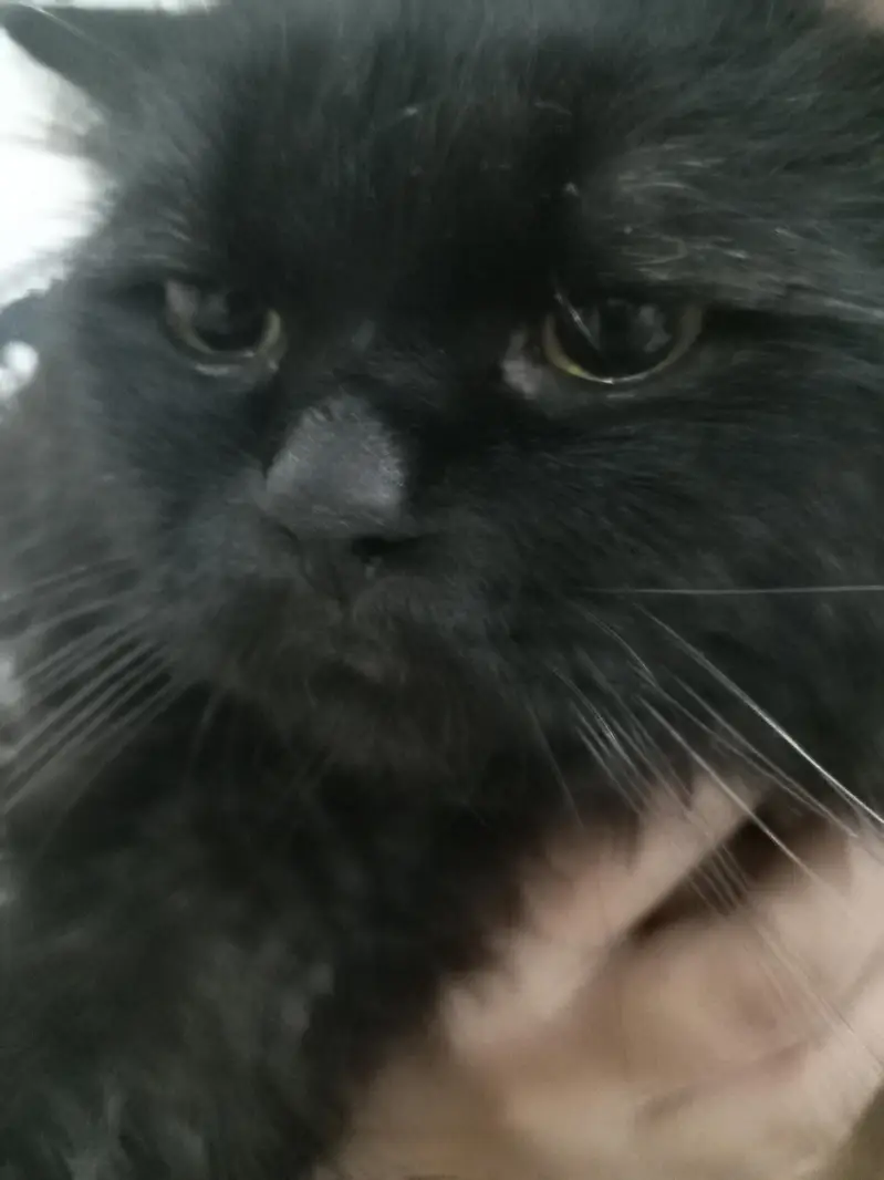 Cat for sale — photo 4