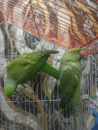 ringneck pair talk available extra female available health and active