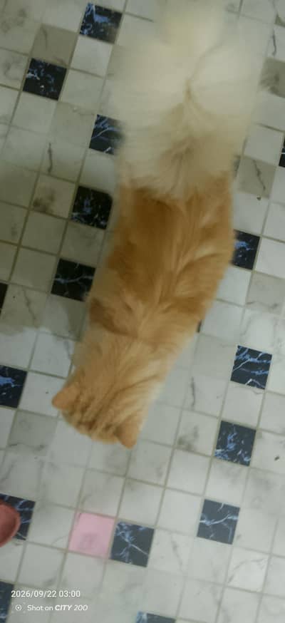 male cat unique colour