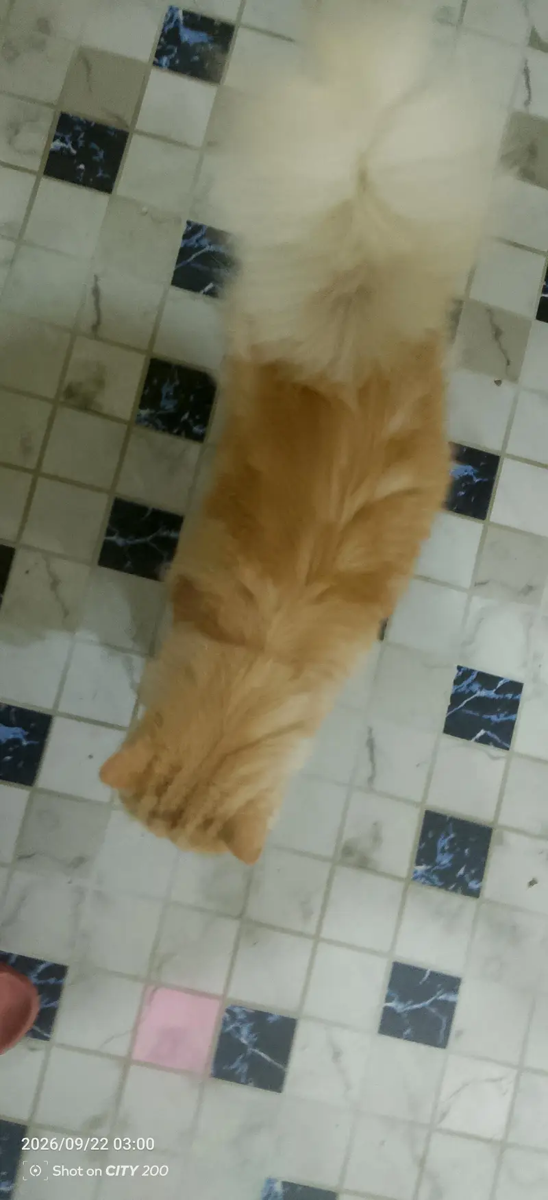 male cat unique colour