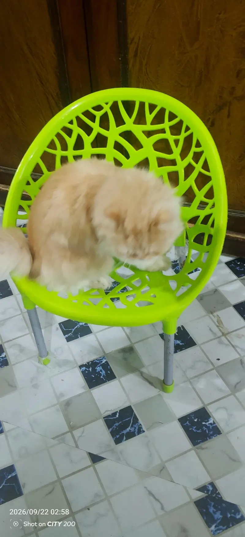 male cat unique colour — photo 6