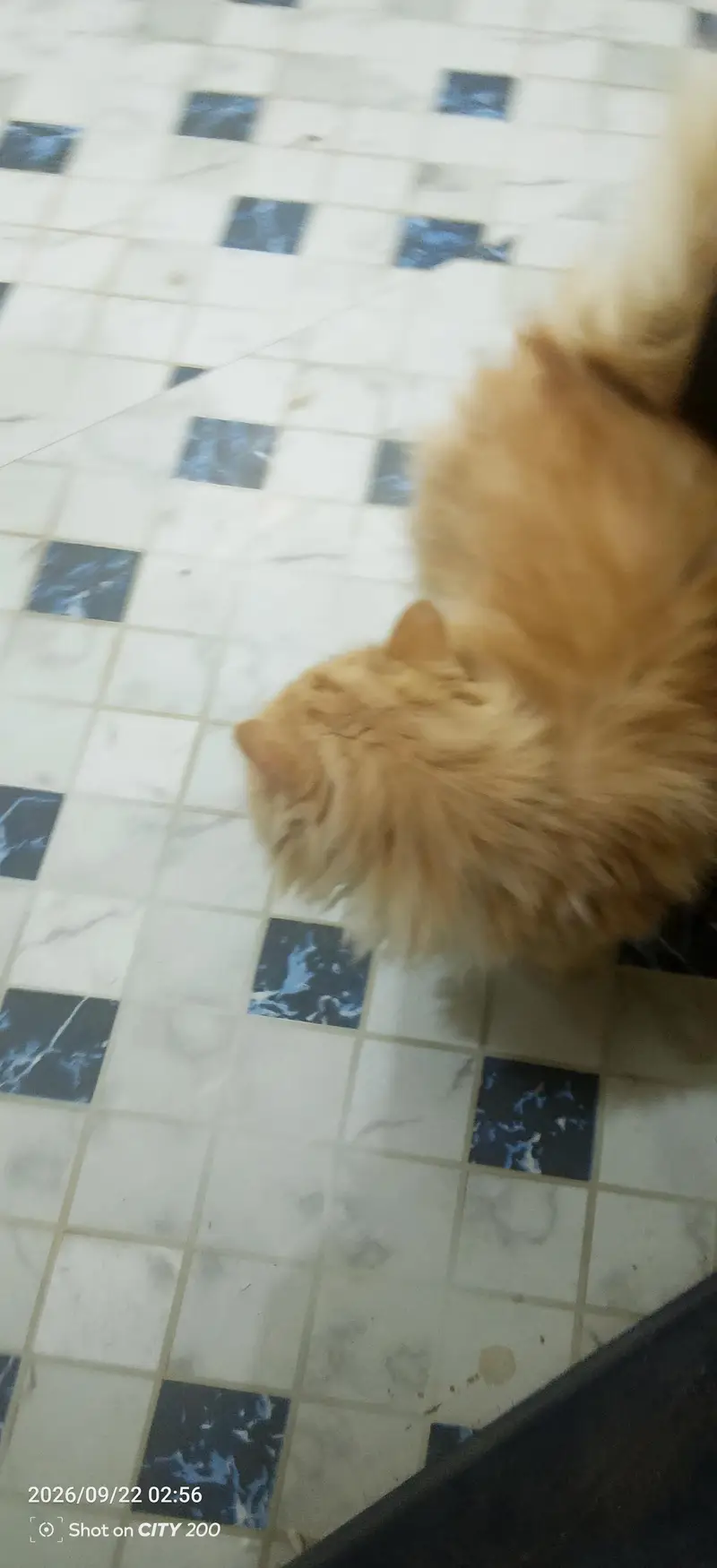 male cat unique colour — photo 8