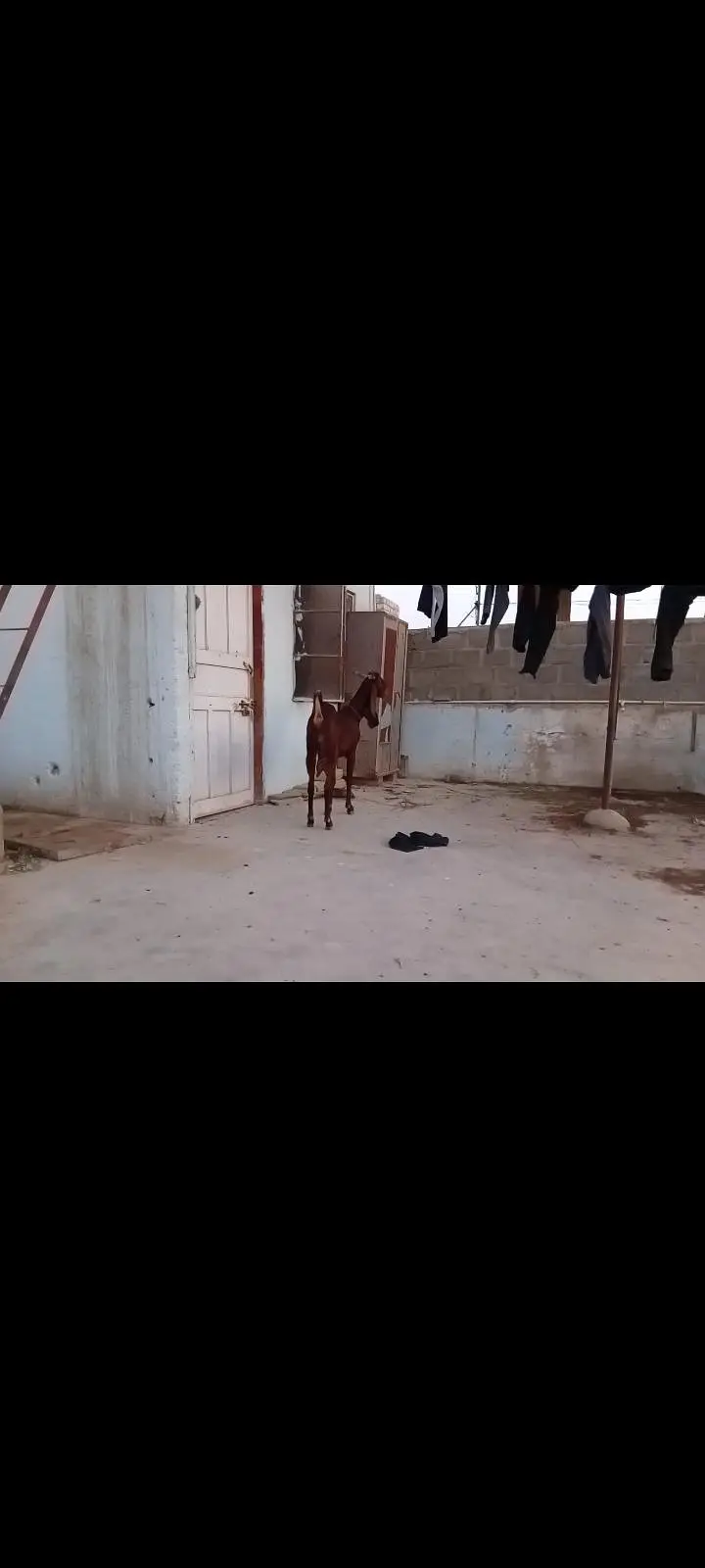 nasi kamori bakri h