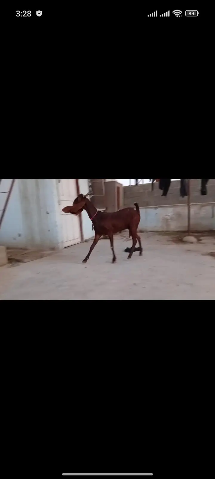 nasi kamori bakri h — photo 3
