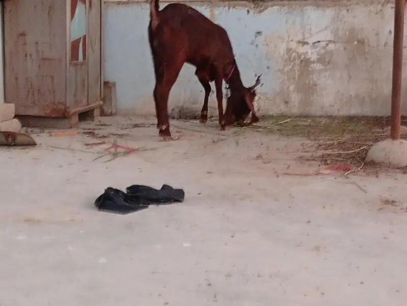 nasi kamori bakri h — photo 5