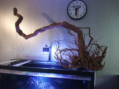 Whole fishroom for sale