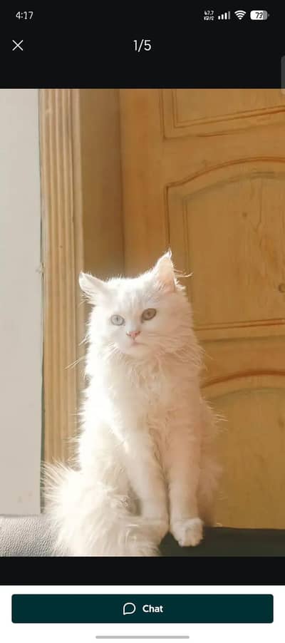 Persian cat for sale