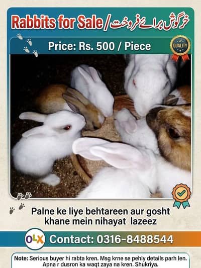 Rabbit  bunnies