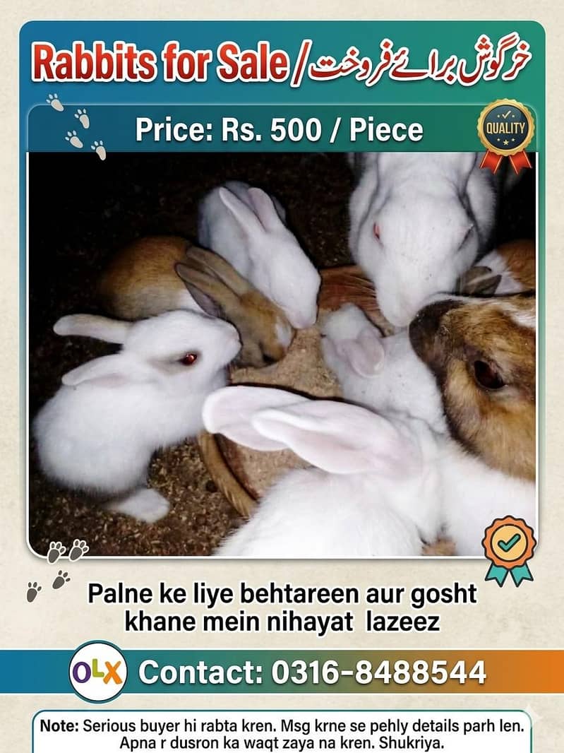 Rabbit  bunnies 0