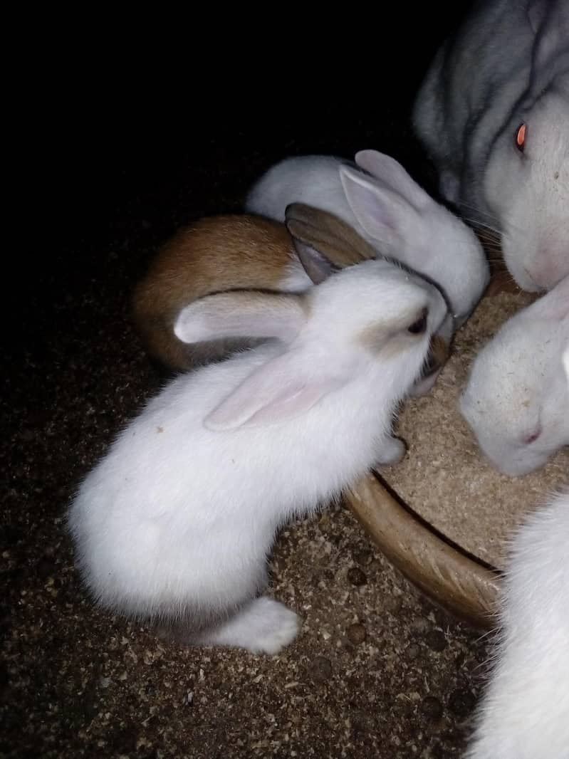 Rabbit  bunnies 1