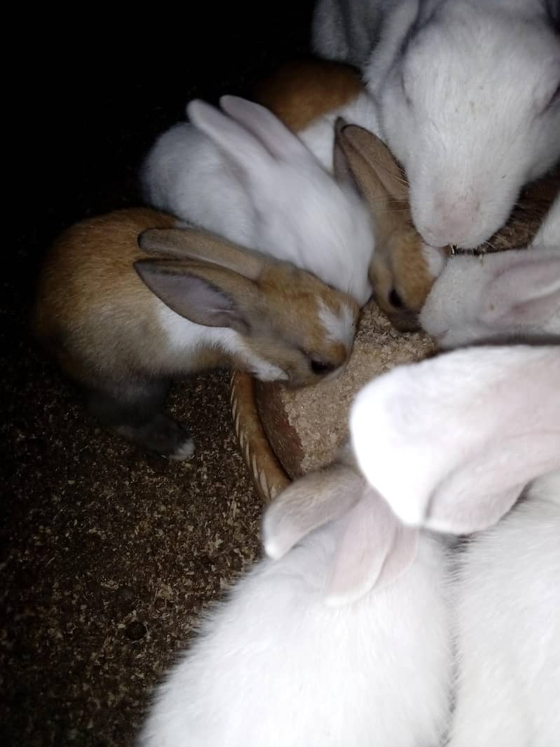Rabbit  bunnies 6