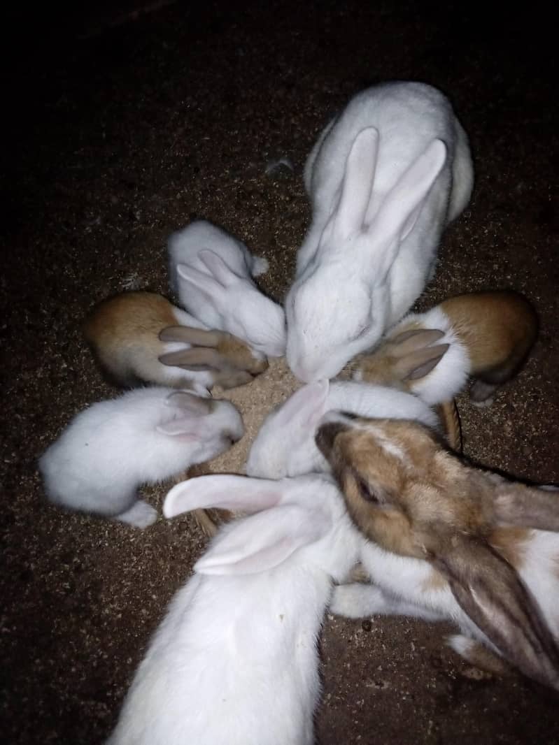 Rabbit  bunnies 7