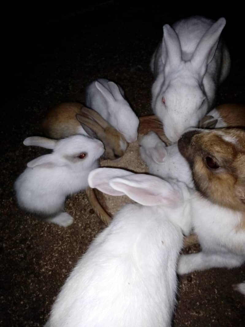 Rabbit  bunnies 8