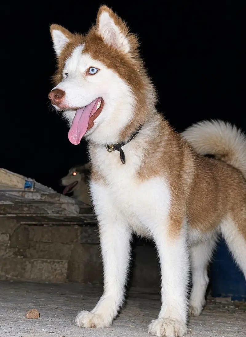 Blue eyes Siberian Husky male  for sale