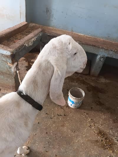 Rajanpuri breed Bakri