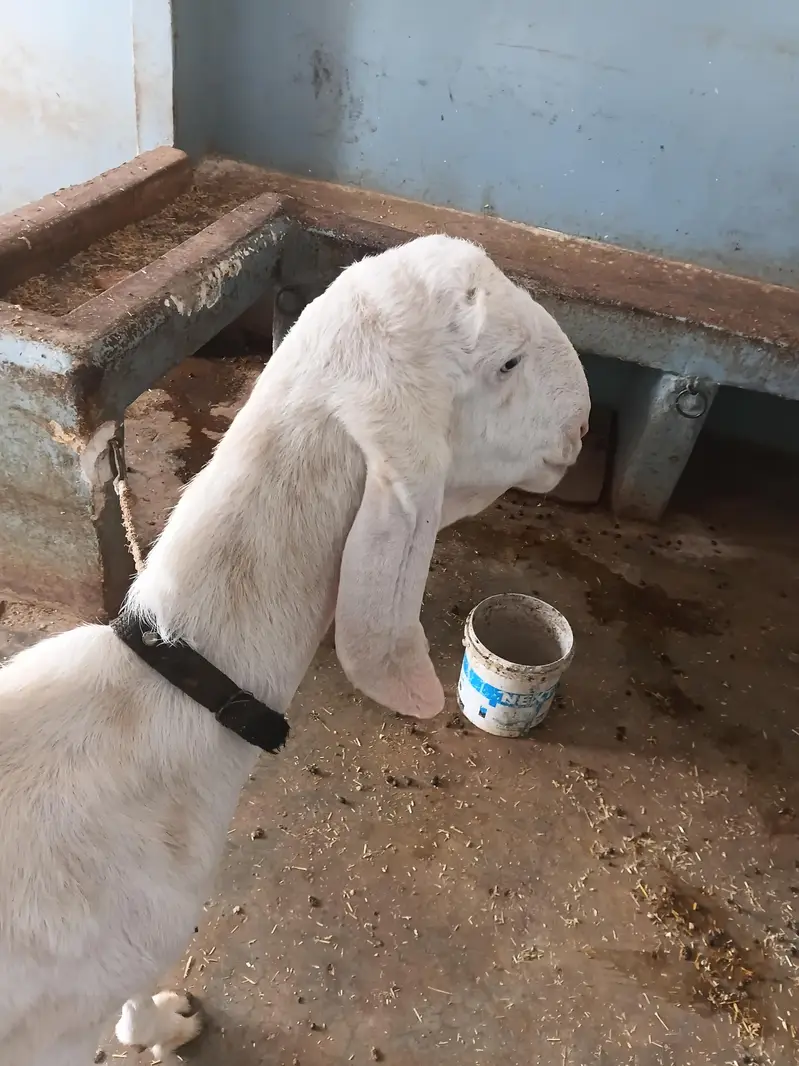 Rajanpuri breed Bakri
