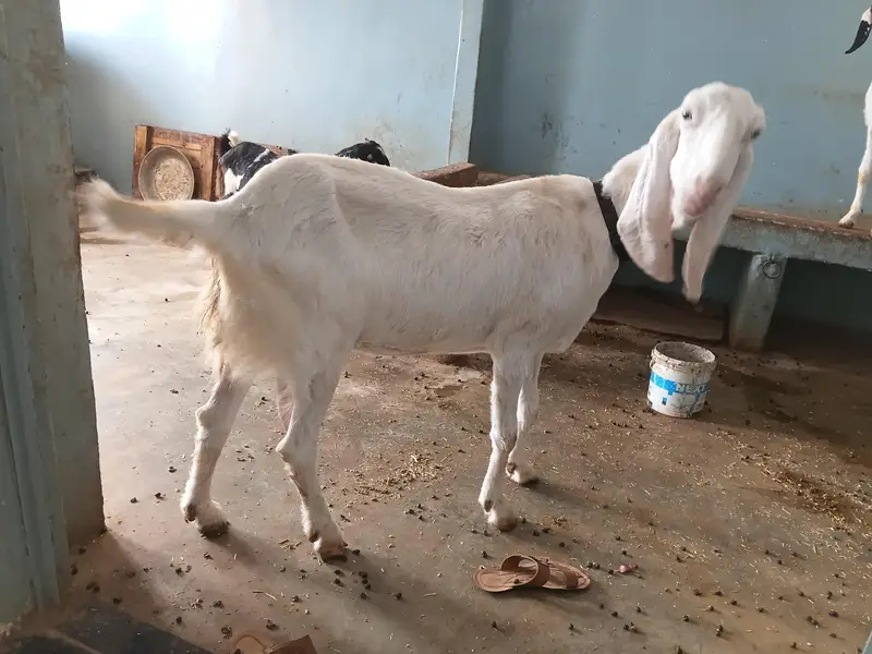 Rajanpuri breed Bakri — photo 2