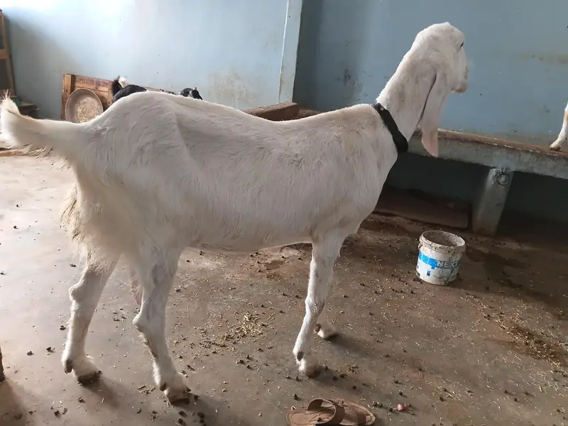 Rajanpuri breed Bakri — photo 3
