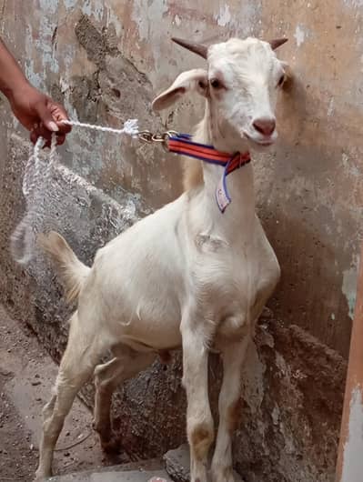 Teddy khassi bakra urgent sale