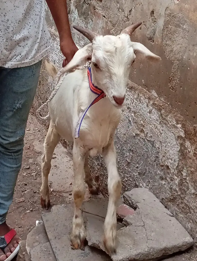 Teddy khassi bakra urgent sale — photo 2