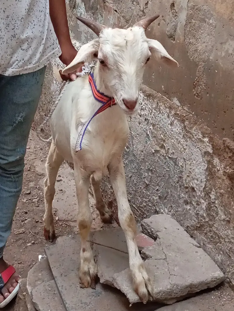 Teddy khassi bakra urgent sale — photo 3