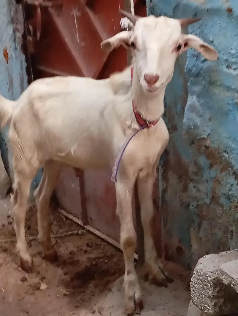 Teddy khassi bakra urgent sale — photo 4