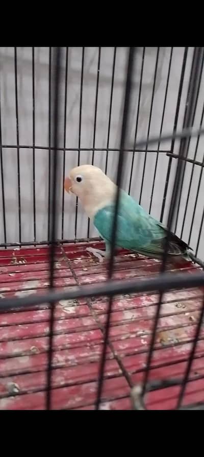 Aqua B2 Opaline Split Ino Male