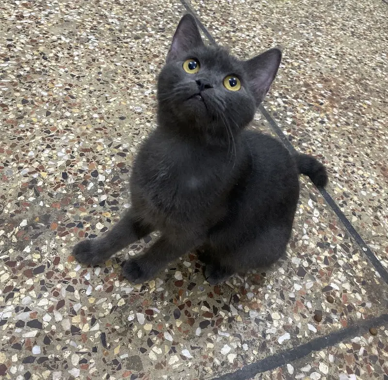 British Shorthair — photo 2