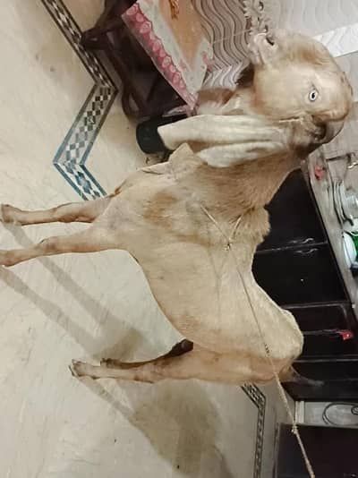 nasli bredar bakra
