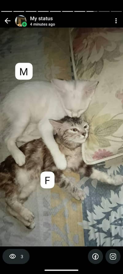 perisan cat kitten family urgent shift out of country