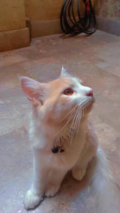 Persian cat for sale