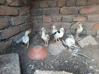 High Quality Aseel Heera And Lakha Chicks