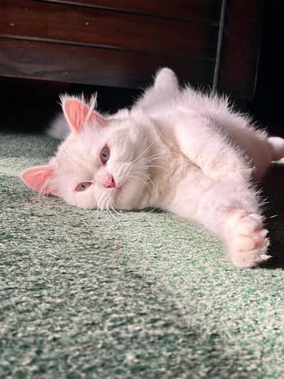  Beautiful White Persian Cat Family for Sale 