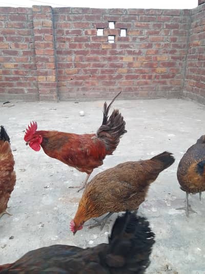 1 coock 6 hens