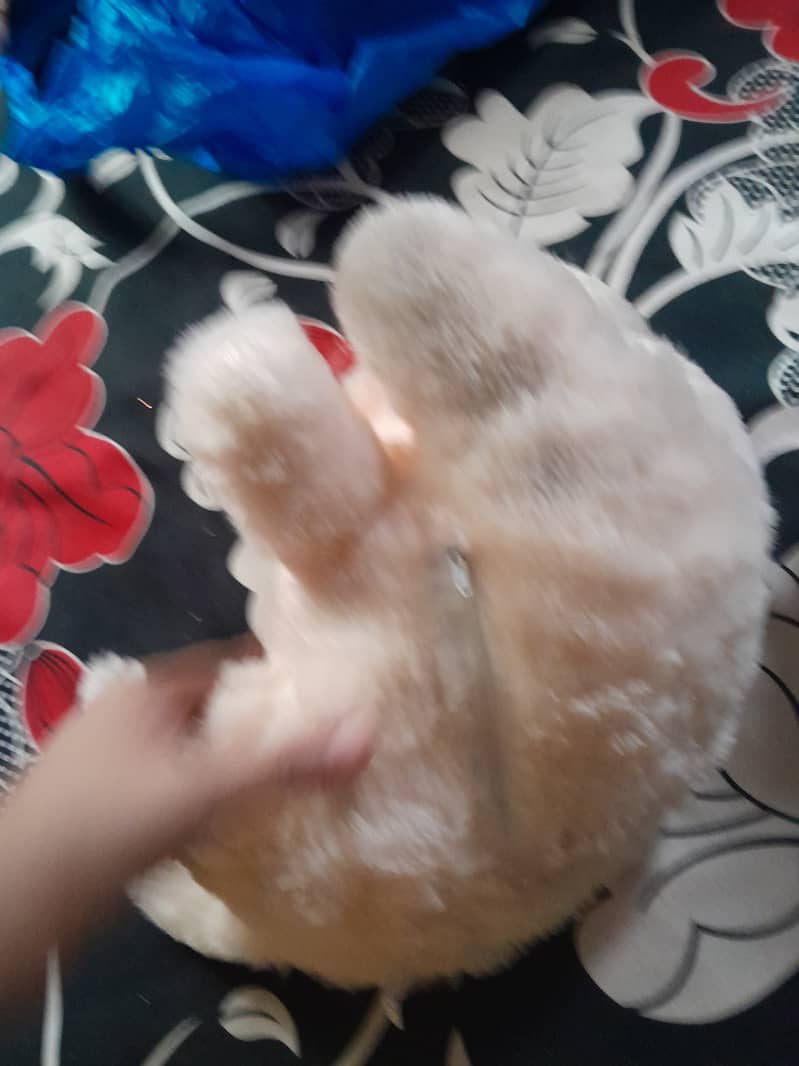 plushed toy Cat 1