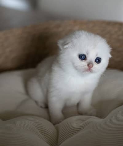 Scottish Fold Kittens | Available In Karachi