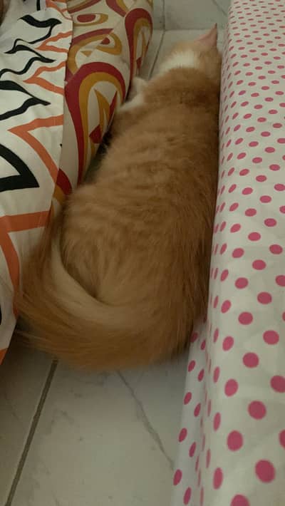 Two amazing cat for adoption- urgently