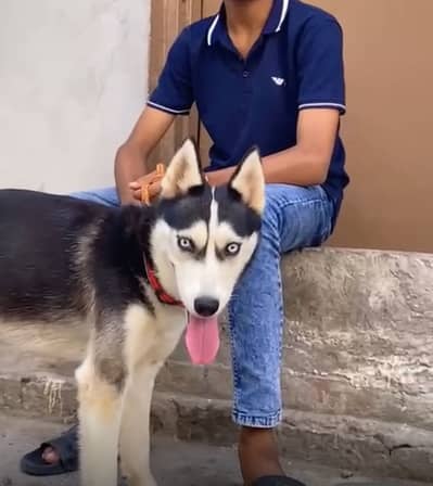 Siberian Husky Female