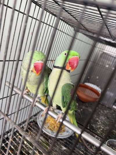 Raw parrot