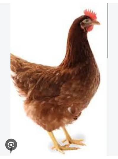 lohman brown hens 3,0,0,4,8,5,6,9,6,,5,