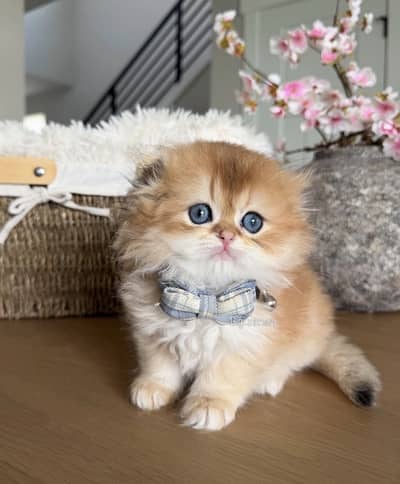 Scottish Highland Fold British Imported Kittens