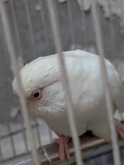 budgie parrot for sale 1 red eyes and 4 simple