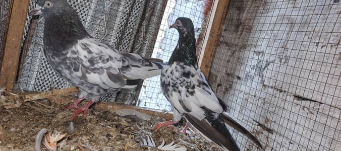 teddi pair for sale