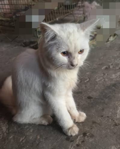 Persian cat
