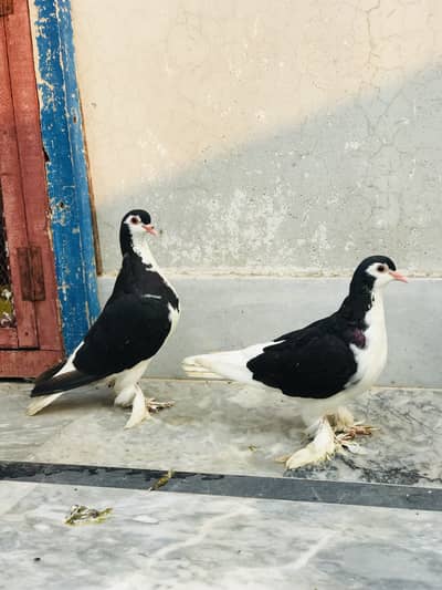 Outclass pair sherazi jaldi rabta kre