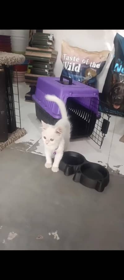 Persian cat Female with cat box
