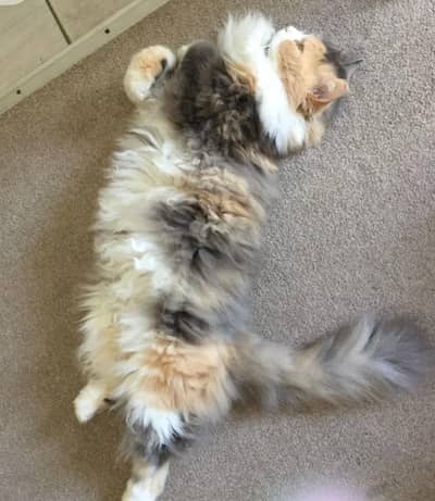 Persian cat calico fully vaccinated